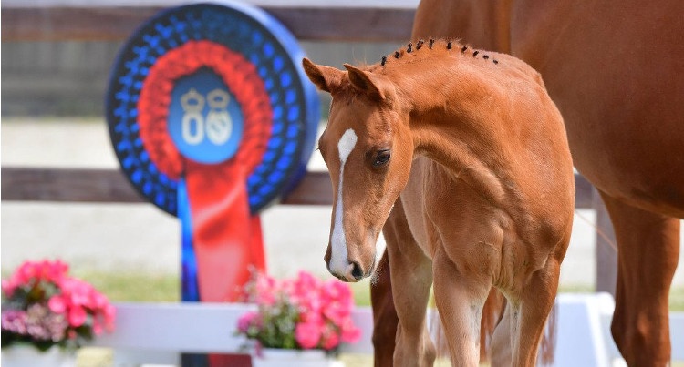 Online Elite Foal Auction, fot. Oldenburger Pferdezuchtverband
