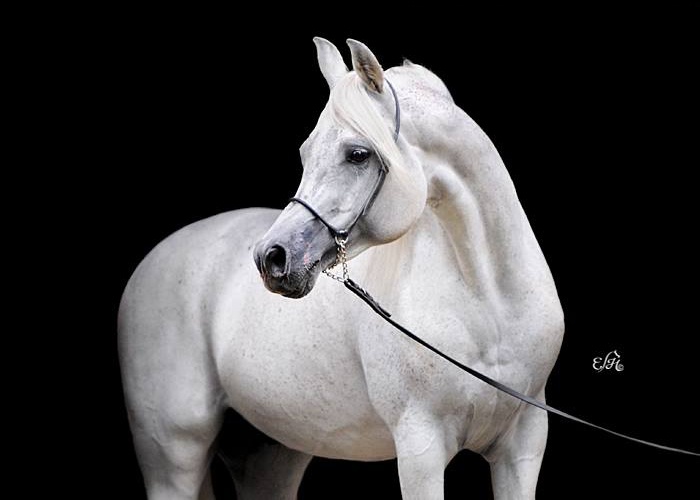 Ewa Imielska Hebda, najlepsze zdjęcia koni arabskich, konie arabskie z polski