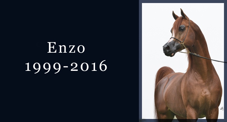 In memoriam Enzo