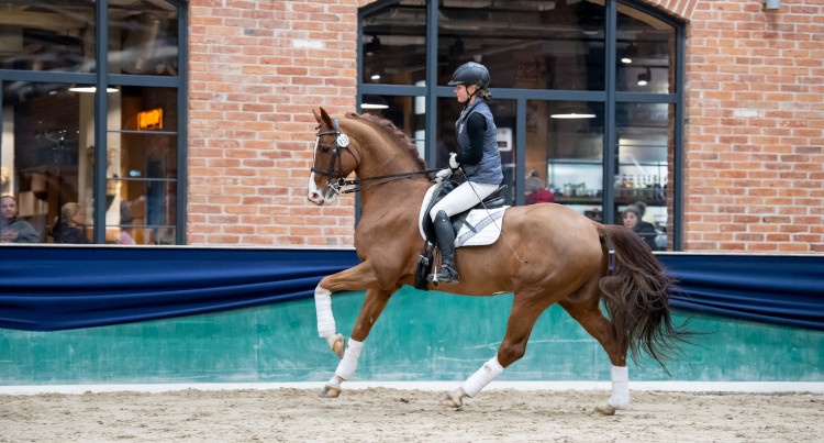 AES Stallion Grading – Adorator (Arpeggio x Casparino), fot. mat. prasowe