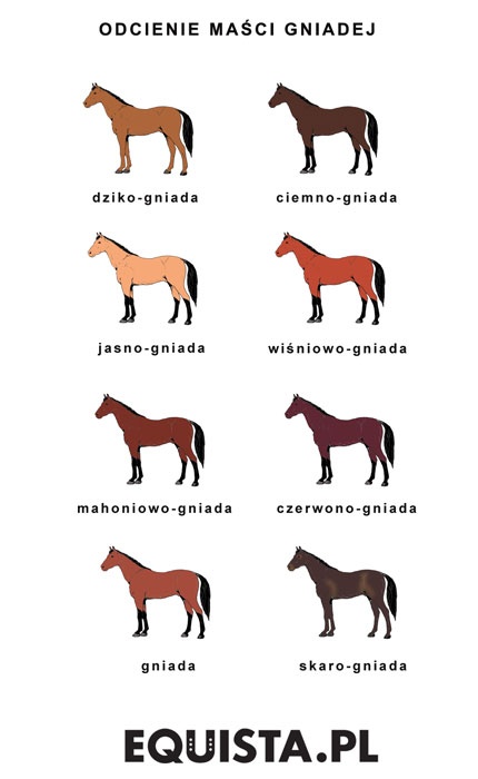 Equista - Genetyka: Maści podstawowe u koni