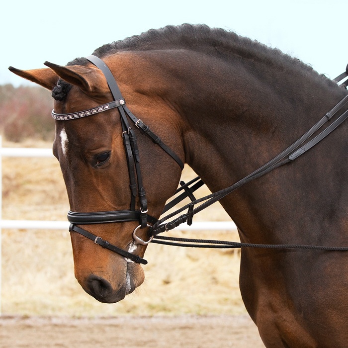 czarna wodza, Draw reins, Swiss BAN, switzerland, zakazane