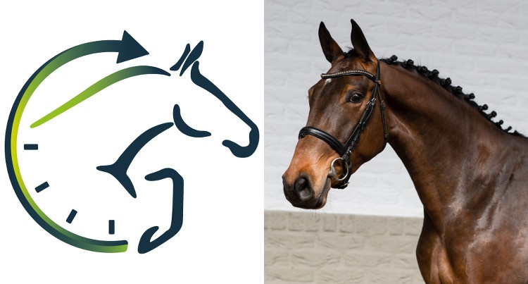 Logo Paardenveilingonline i Naki Nette (Carrera VDL x Hamlet), fot. Paardenveilingonline 