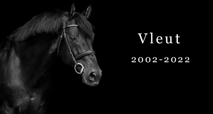 In memoriam: Vleut (Quick Star x Cantus), fot. www.gfeweb.com