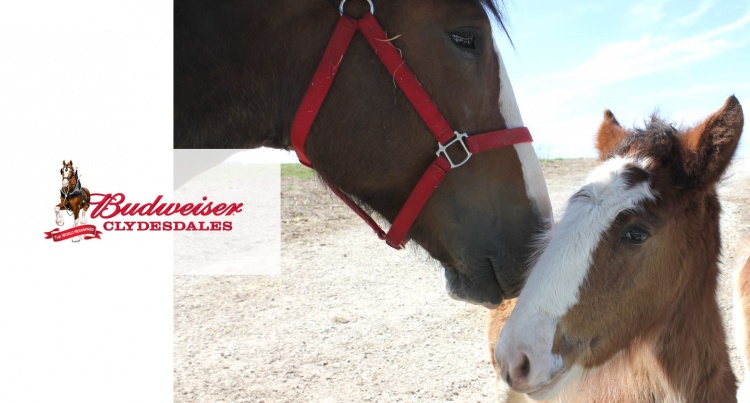 Pete Budweiser Clydesdale