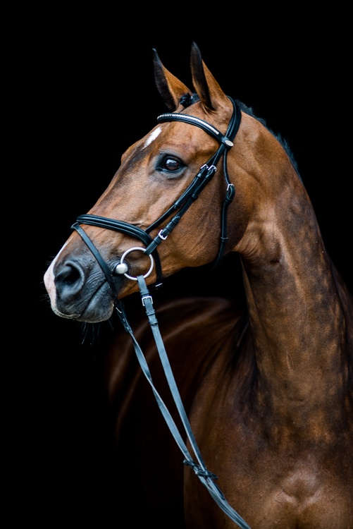 Boliwia Elvis, Wechta Equestrian 2015