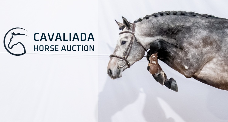  Alcontinus (Diacontinus – Alkantara/Konkret), fot. Cavaliada Horse Auction