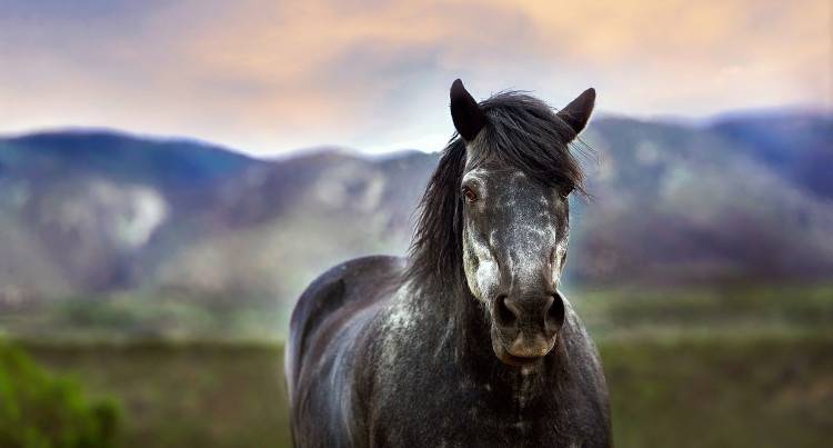 Koń, fot. pixabay.com