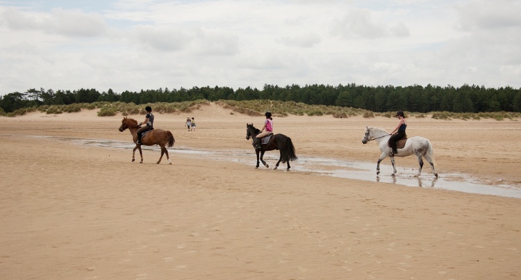 Konie na plaży foter.com