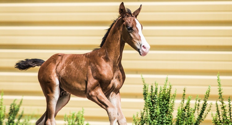 Cichoń Foals Auction 2018