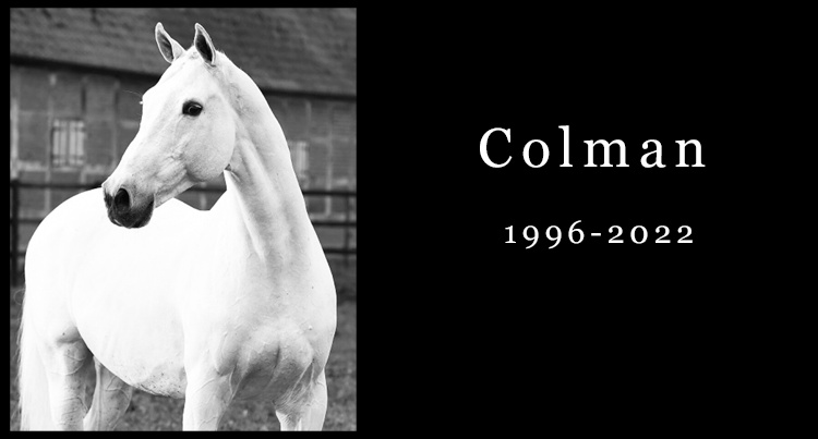 In memoriam: Colman (Carthago x Lord), fot. www.holsteiner-verband.de