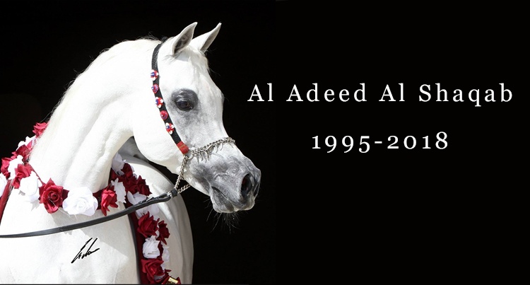 In memoriam: Al Adeed Al Shaqab
