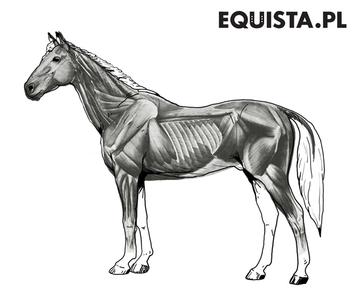 Układ mięśniowy u koni www.equista.pl