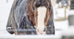 Idzie mróz! 5 rad, które pomogą  koniowi przetrwać zimę