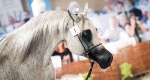 Prince Sultan Arabian Horse Festival 2020: Złoto dla janowskiej Pepity!