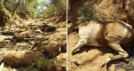 Fala upałów w Australii zabiła dziesiątki dzikich koni