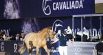 Cavaliada Horse Auction 2023: Start pierwszego etapu selekcji koni 