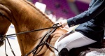Prawo: Wybrane umowy cywilnoprawne cz. IV umowa o trening konia lub jeźdźca