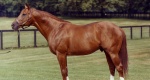 Niezwykłe konie: Secretariat (Bold Ruler x Princequillo)