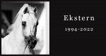 Niezwykłe konie: Ekstern (Monogramm x Piechur)