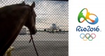 IO Rio 2016: Konkurencje jeździeckie - plan transmisji