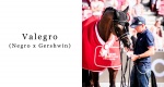 Niezwykłe konie: Valegro (Negro x Gershwin)