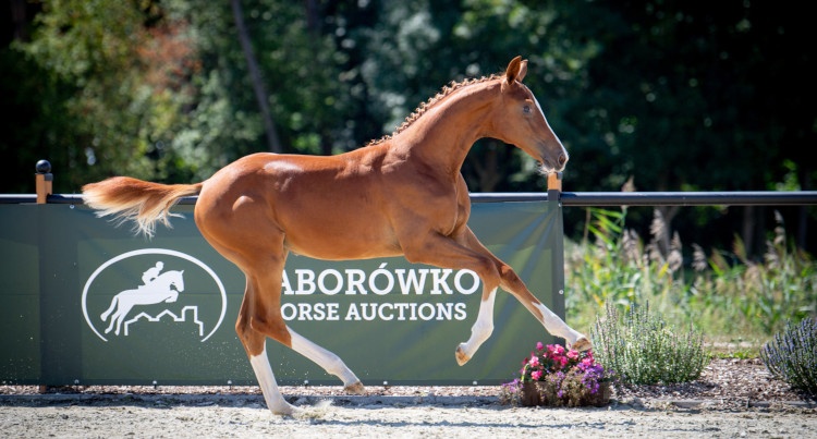 Baborówko Horse Auctions – Foals Edition 2022, fot mat. organizatora