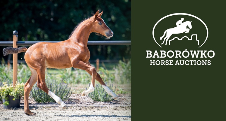 Baborówko Horse Auctions - Foals Edition 2021: Katalog źrebiąt