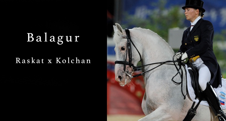 Niezwykłe konie: Balagur (Raskat x Kolchan)
