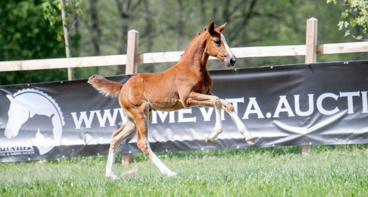 Kassama O2 Z (Kassander van 't Roosakker x Darco), fot Mevita Foal & Embryo Auction