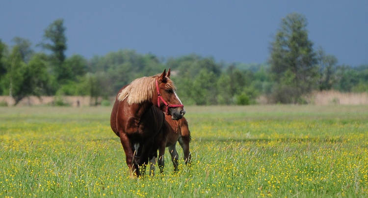 Konie na pastwisku fot. Oliwia Chmielewska 