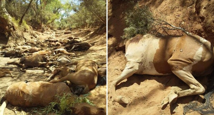 Śmierć dzikich koni w Australii, fot. Ralph Turner/Facebook
