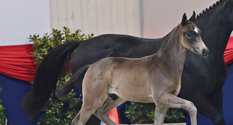 Starboy (San Amour I x De Niro), fot. Oldenburger Elite Foal Auction 