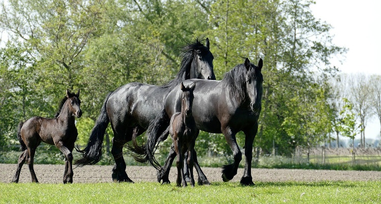 Konie fryzyjskie, fot. pixabay.com