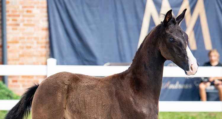 Cichoń Foals Auction & Selection 2020, fot. mat. prasowe