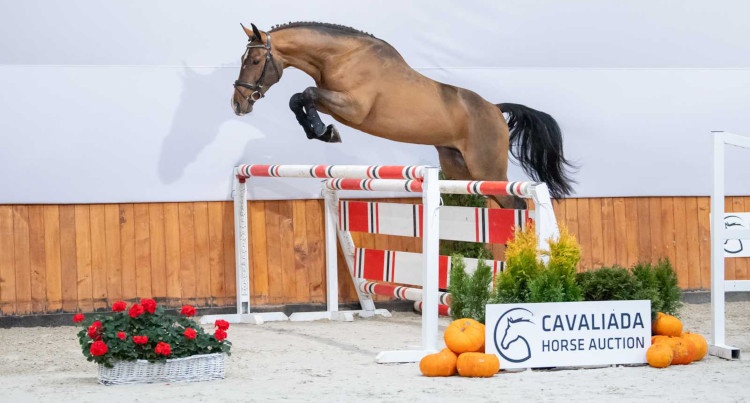 Cavaliada Horse Auction 2021 – Camillo (Comme Il Faut x Contender), fot. equibid.pl