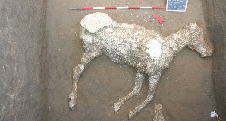 Naukowcy wykonali odlew pompejańskiego konia