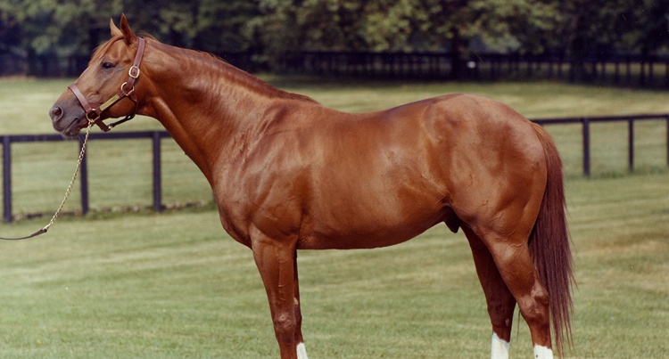 Niezwykłe konie: Secretariat (Bold Ruler x Princequillo) fot. RMH Horse Ranch