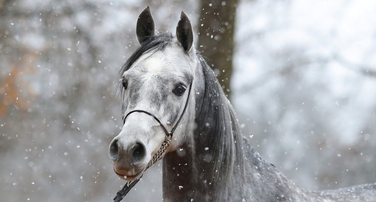 Winter Arabian Horse Auction 2021 – Pentanea (Pomian x Ecaho), fot. SK Janów Podlaski