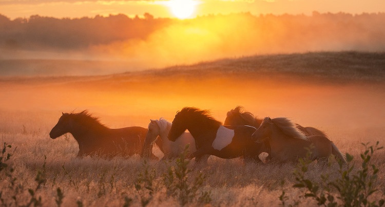 Horses of The Sun, fot. Edyta Trojańska-Koch Equine Photography