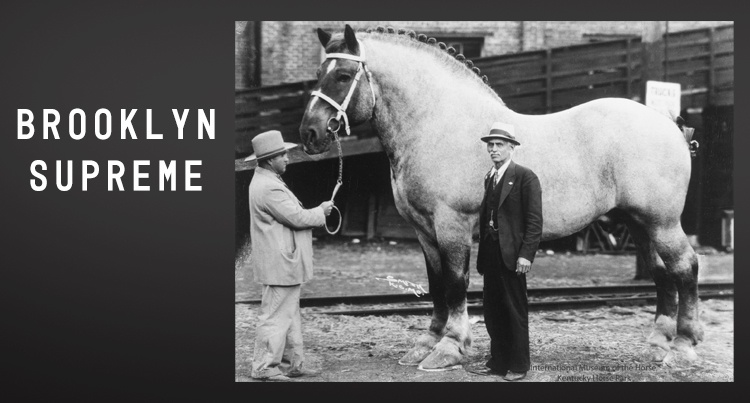 Niezwykłe konie: Brooklyn Supreme