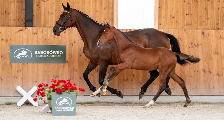 Baborówko Horse Auctions. Foals Edition – Kyanite WH, fot mat. prasowe