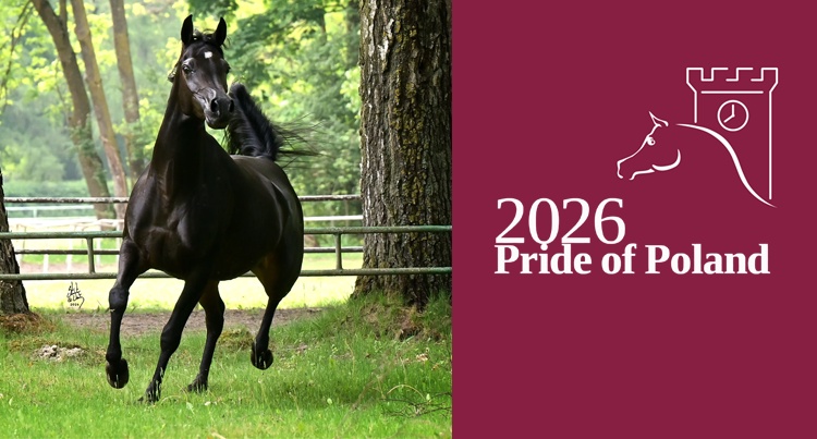 Pila (Abyad AA – Piba/Gazal Al Shaqab). fot. Pride of Poland/ Stuart Vesty
