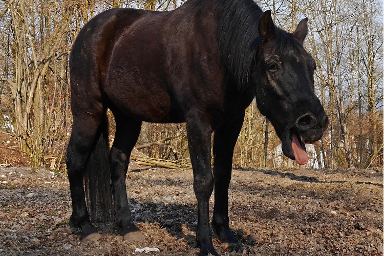 kaszel