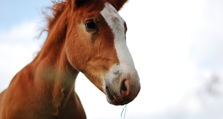 Koń, fot. pixabay.com