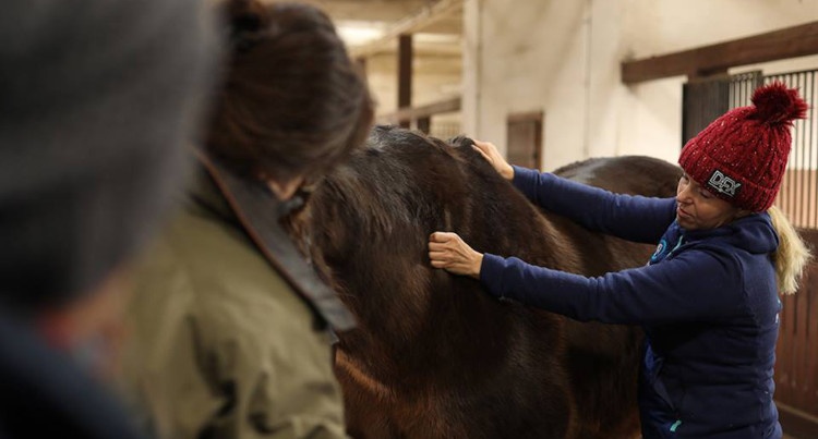 Kurs terapii powięziowej u koni, fot. Sentio Equestrian