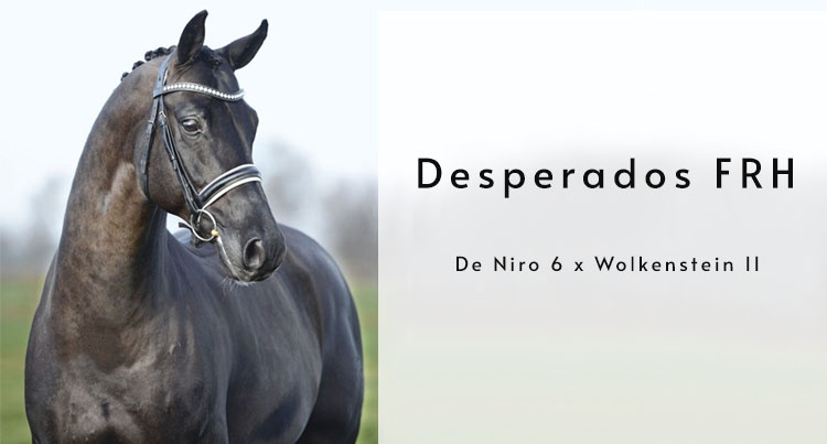 Desperados FRH (De Niro 6 – Wie Musik/Wolkenstein II), fot. www.gestuet-sprehe.de