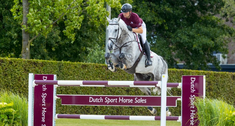 Khaleesi (Zambesi x Namelus R), fot Dutch Sport Horse Sales