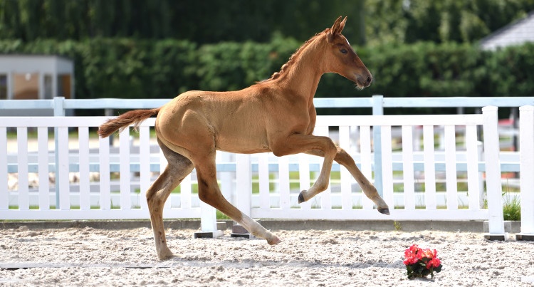 Brazil (Revolution – Birma/Desperados FHR), fot. Cichoń Dressage/mat. prasowe