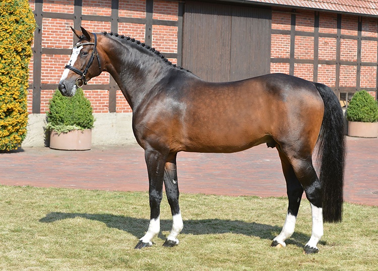 Balou du Rouet (Baloubet du Rouet x Continue), fot www.schockemoehle.com